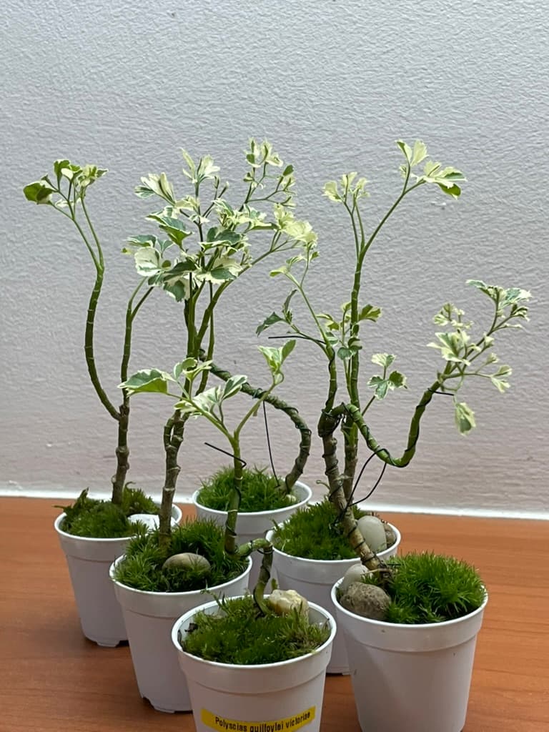 Polyscias Guilfoylei Victoriae