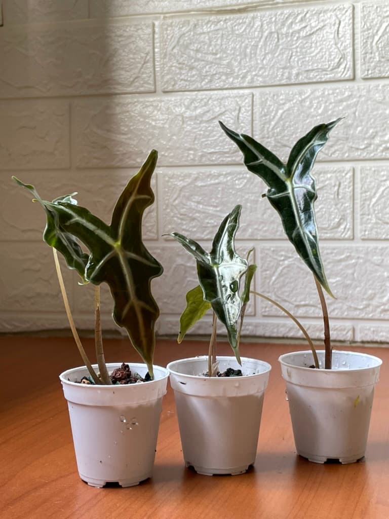 Alocasia Sanderiana Nobilis