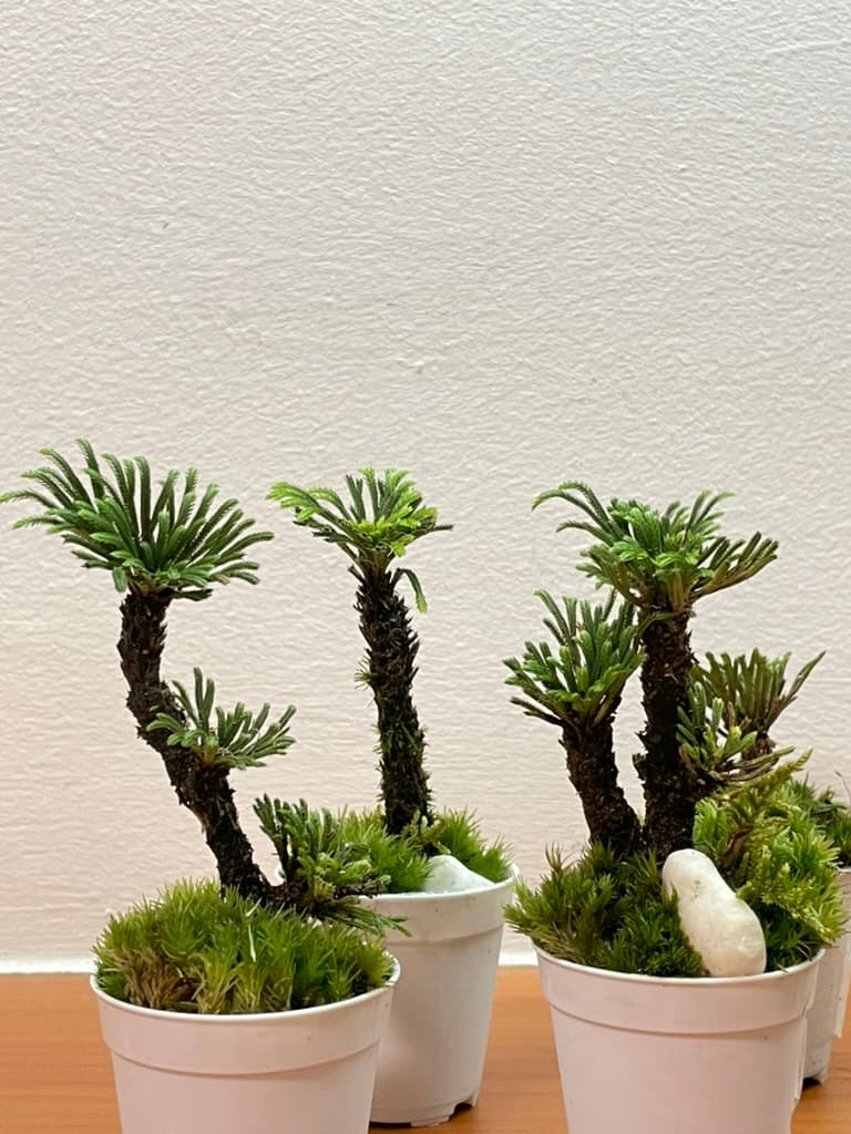 Fern Selaginella Moss